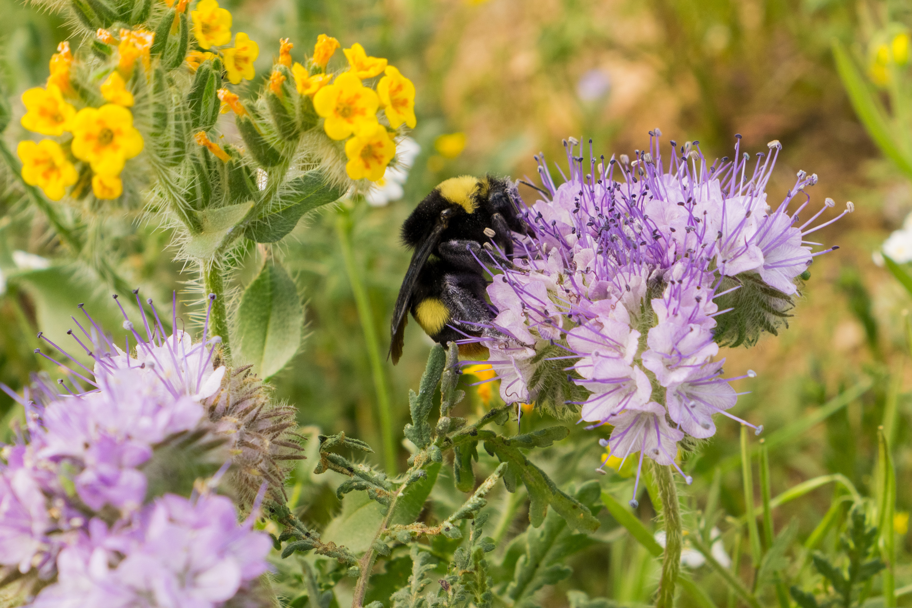 Bumblebee on a flower.