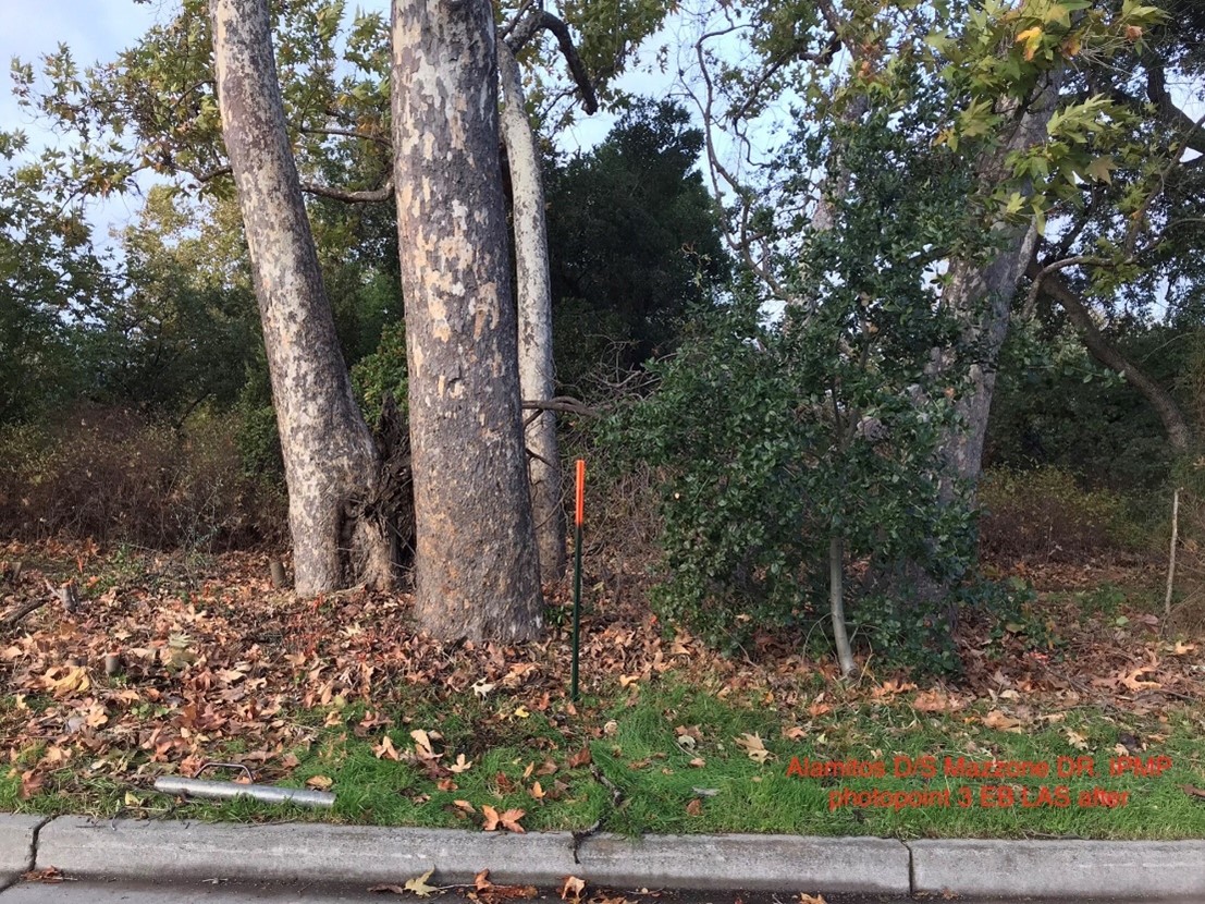 After management&nbsp; (Alamitos Creek Upstream of Mazzone Drive)