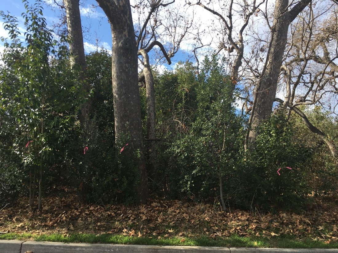 Before management (Alamitos Creek Upstream of Mazzone Drive)