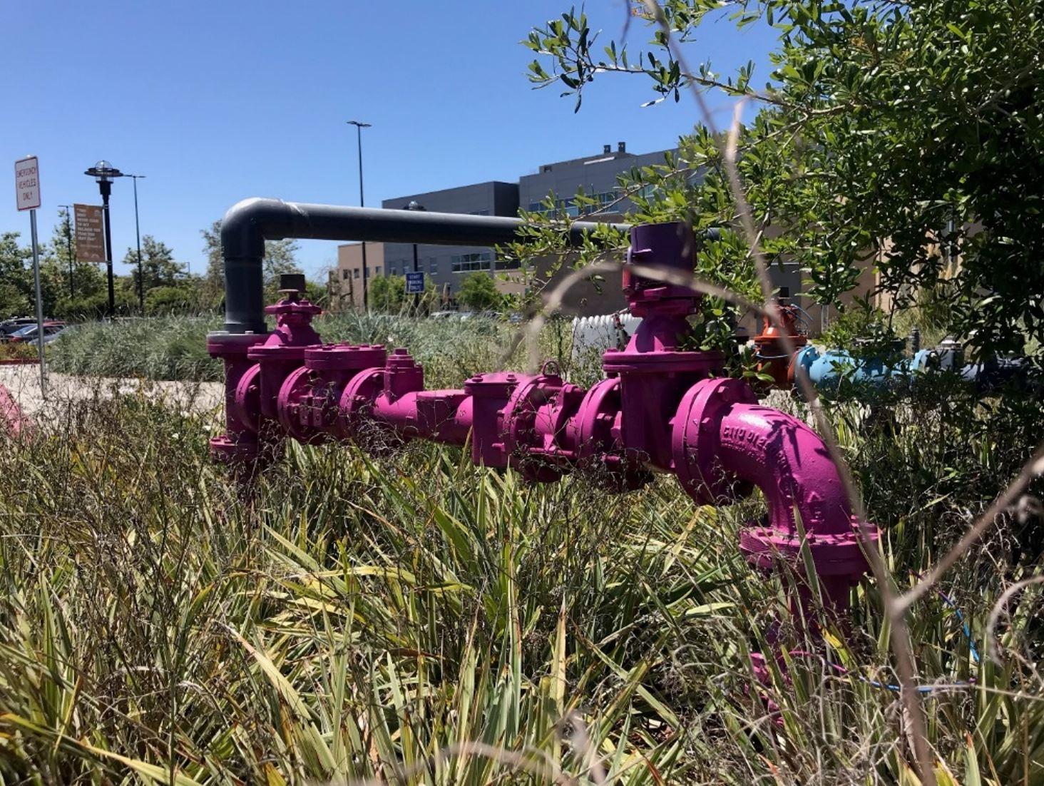 Purple pipes 