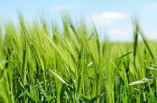 barley field
