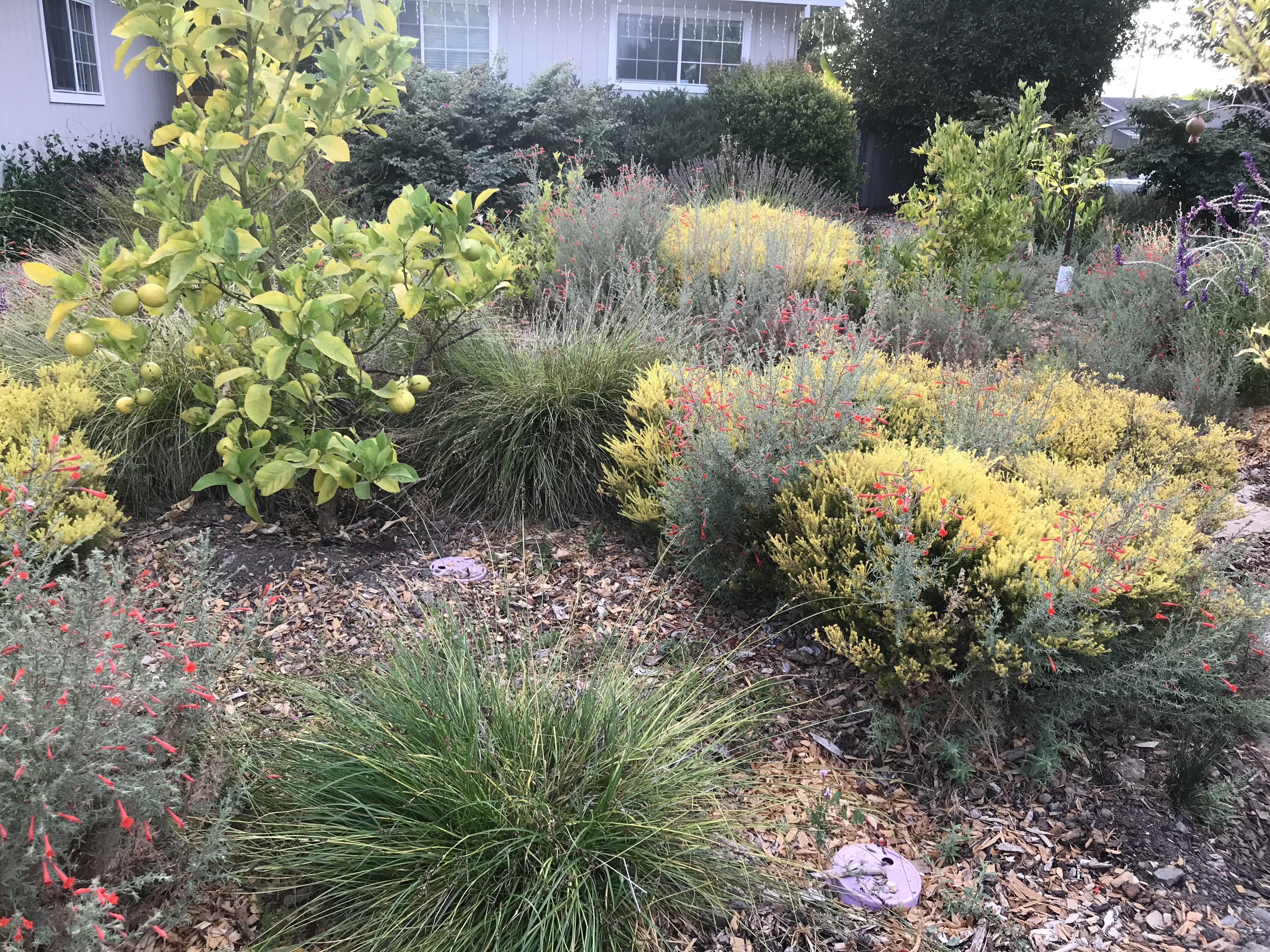 Graywater irrigated landscape (Shubha Fulambarkar 2020)