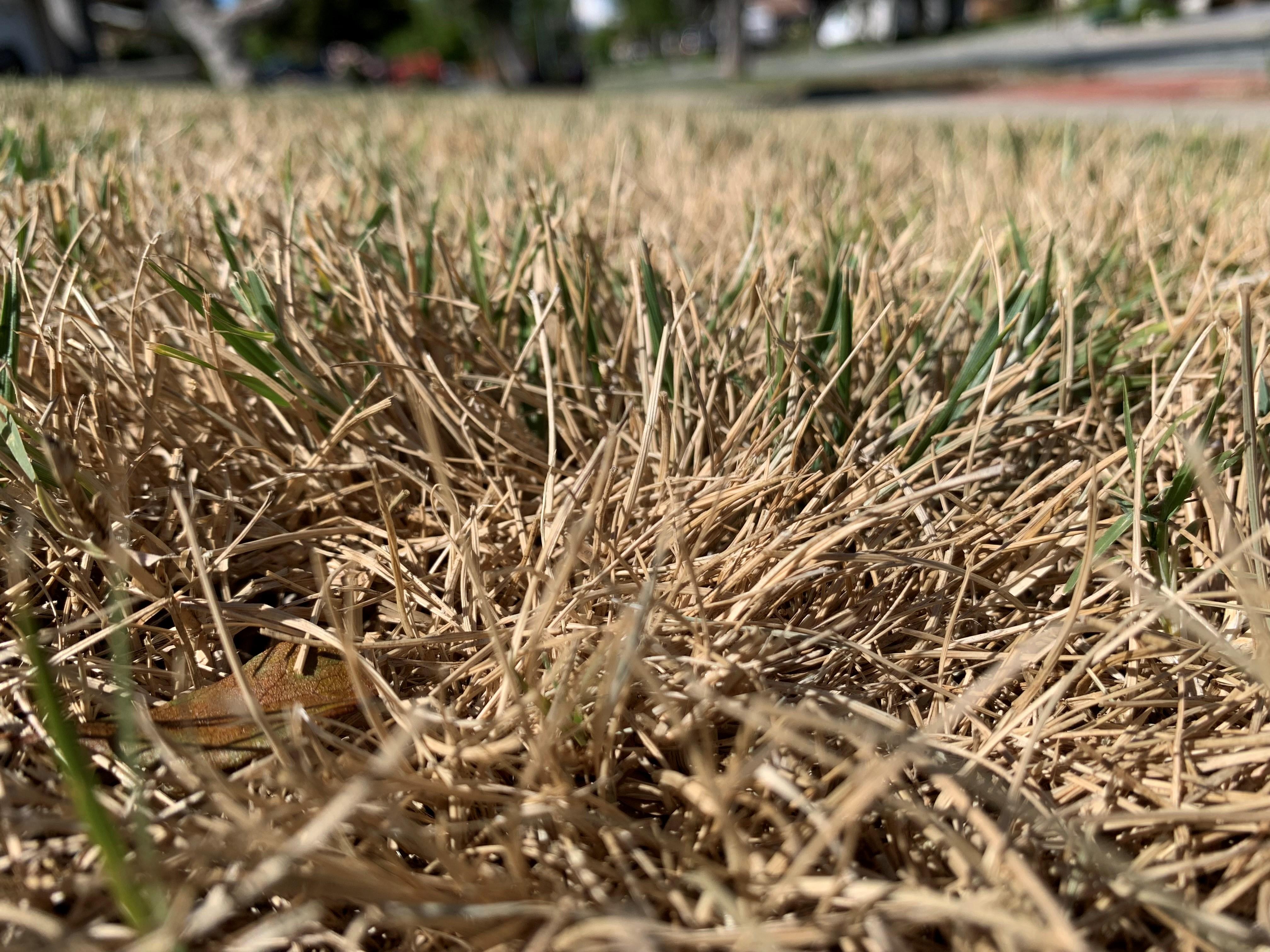 Santa Clara County residents are being encouraged to let their lawns go brown