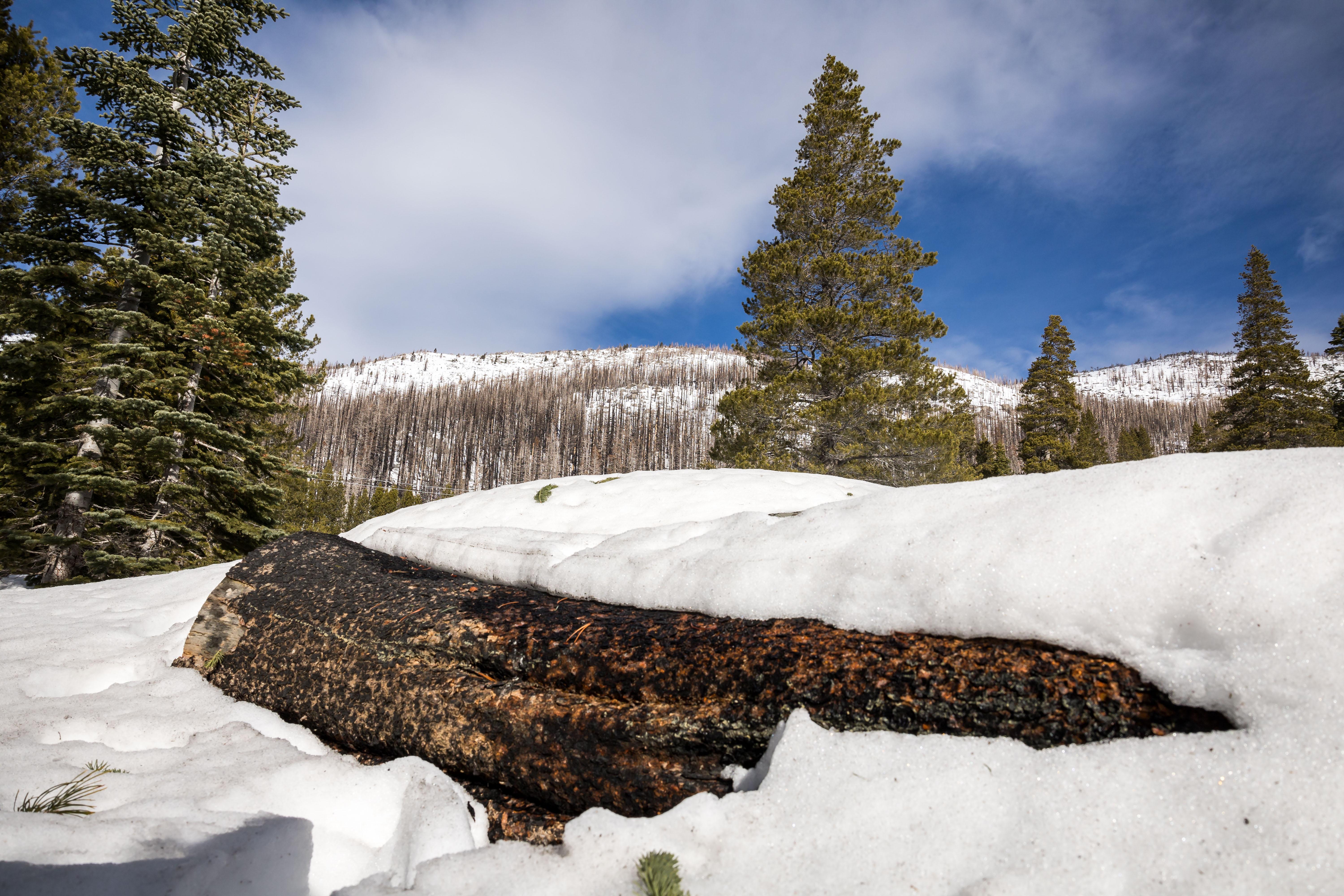 Snow in the Sierra Nevada 