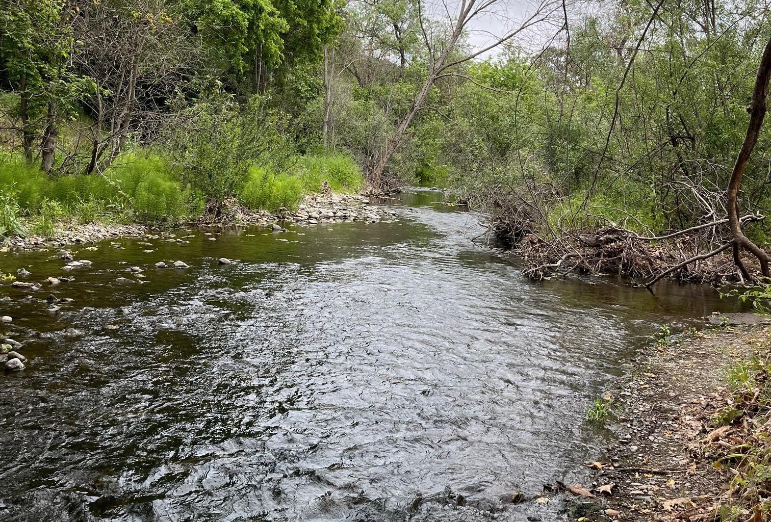 Alamitos Creek in San Jose