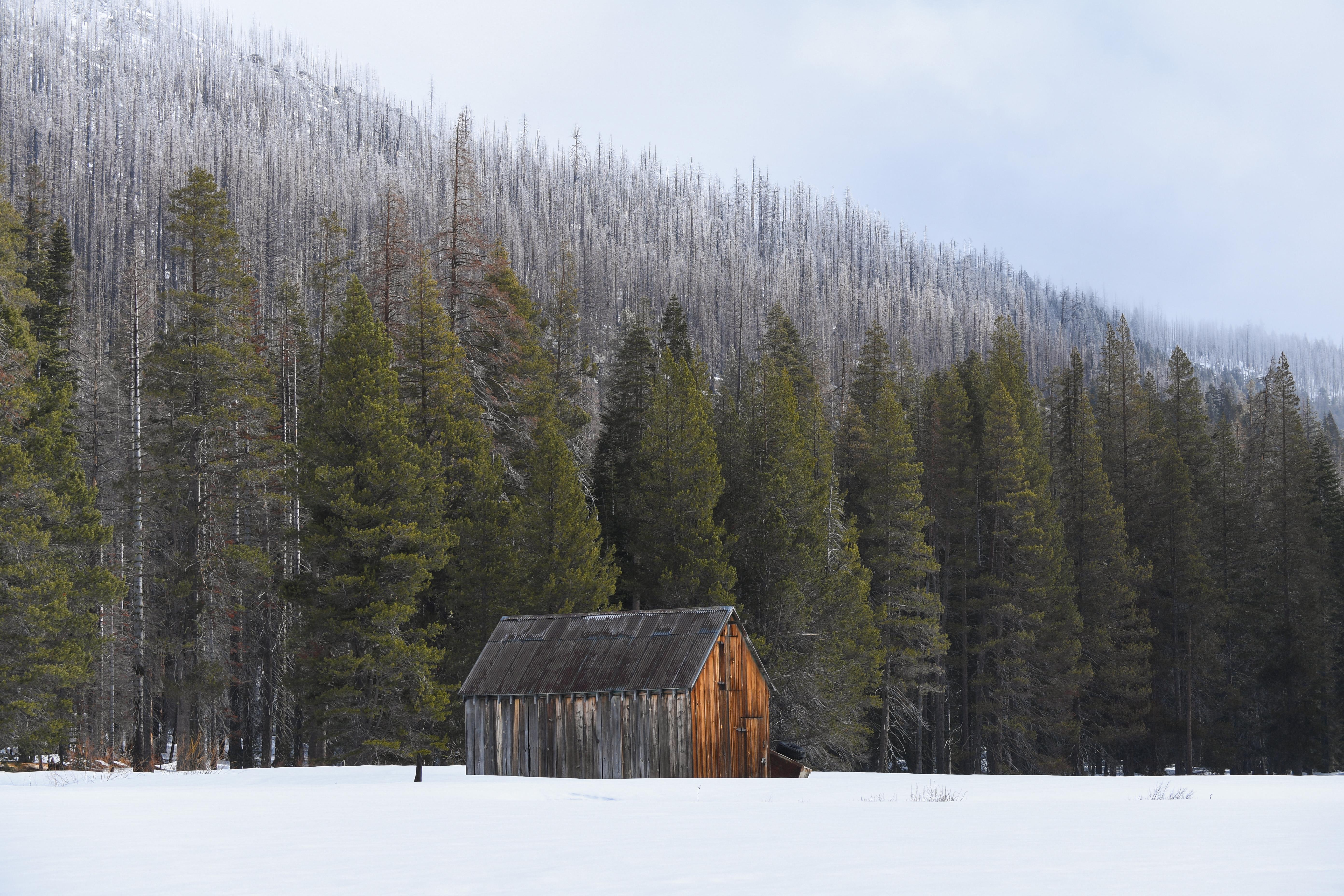  A cabin sits in the middle of a snow blanketed meadow surrounded by tall trees