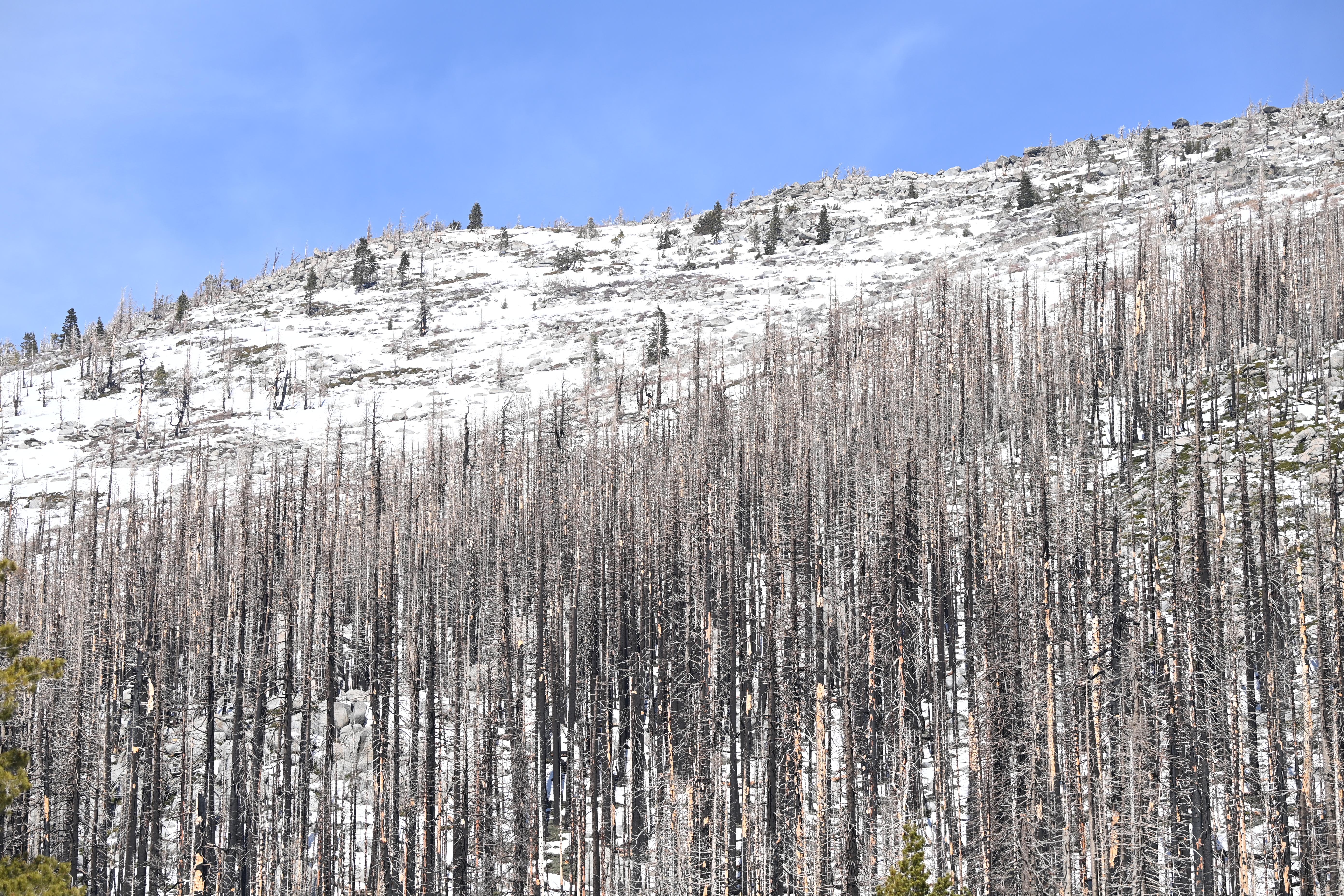 Snow blankets mountains near the meadow where the California Department of Water Resources conducted the third media snow survey of the 2026 season at Phillips Station in the Sierra Nevada. Photo courtesy of Ken James/ California Department of Water Resources.