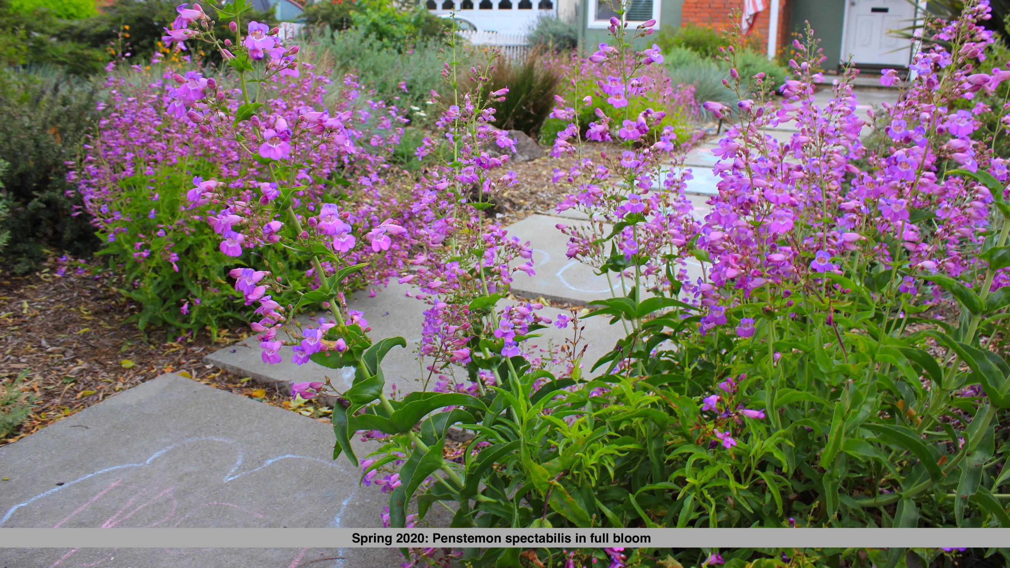 Purple penstemon flowers in full bloom fill a residential front yard garden, lining a walkway that leads to a house, with drought-tolerant landscaping and greenery throughout.