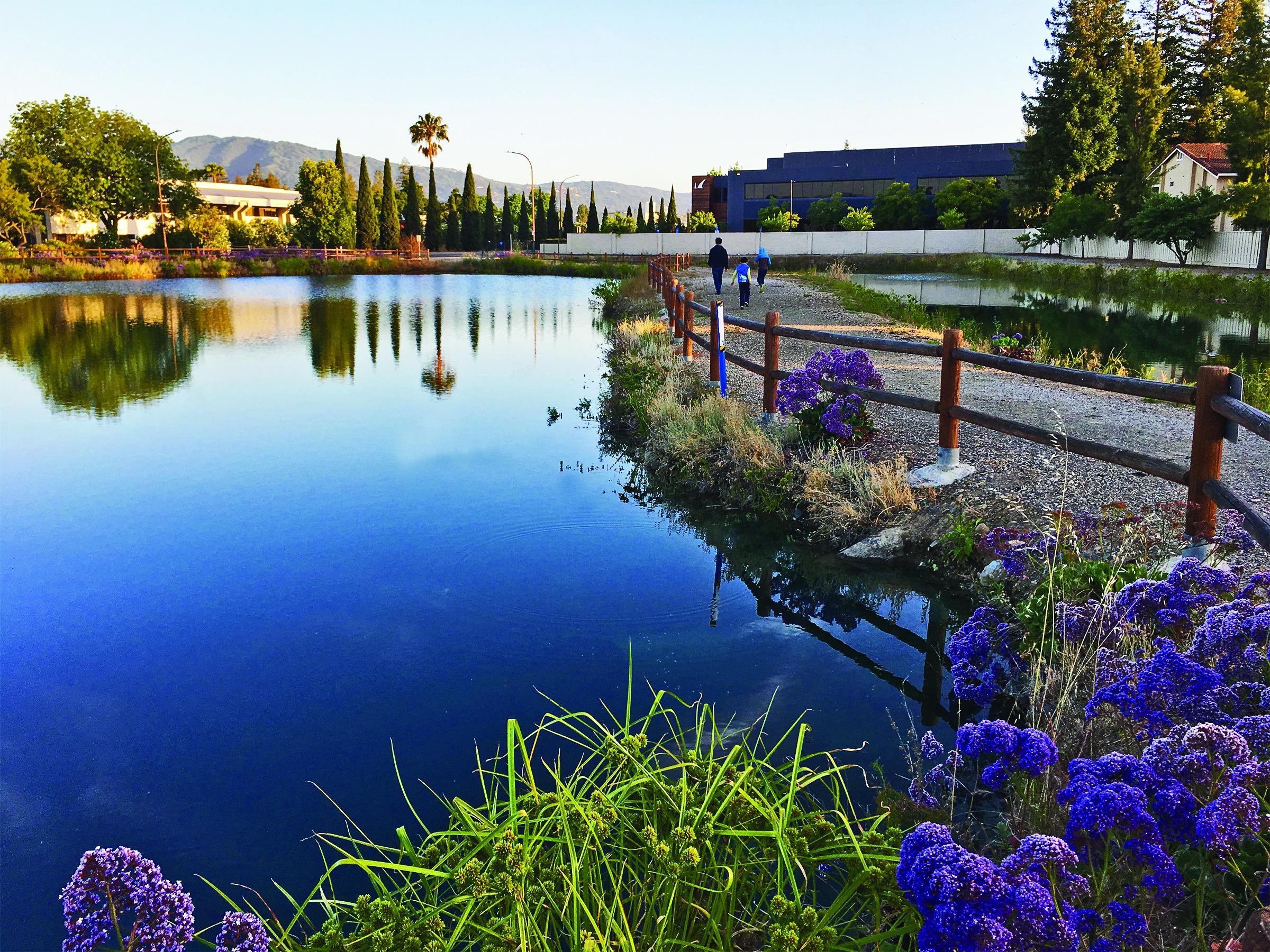 A percolation pond with a trail to the right for pedestrians.