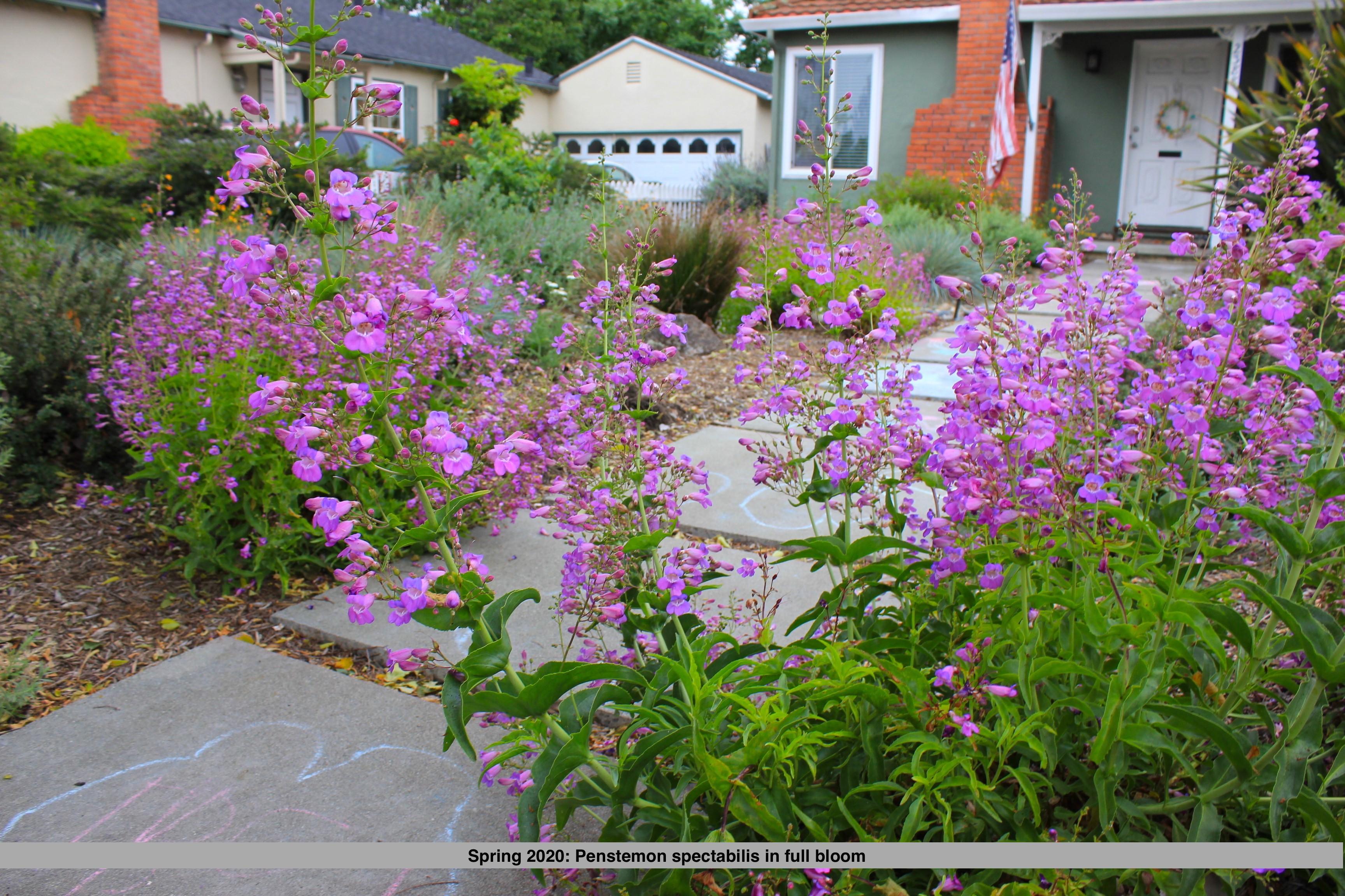 Purple penstemon flowers in full bloom fill a residential front yard garden, lining a walkway that leads to a house, with drought-tolerant landscaping and greenery throughout.