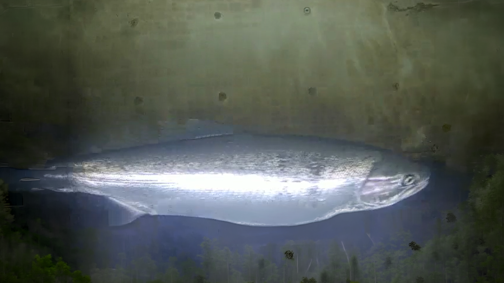Adult steelhead captured on underwater camera in Guadalupe watershed