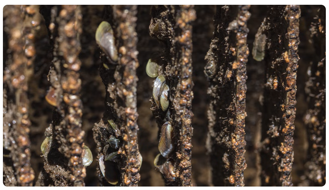 What are Golden Mussels