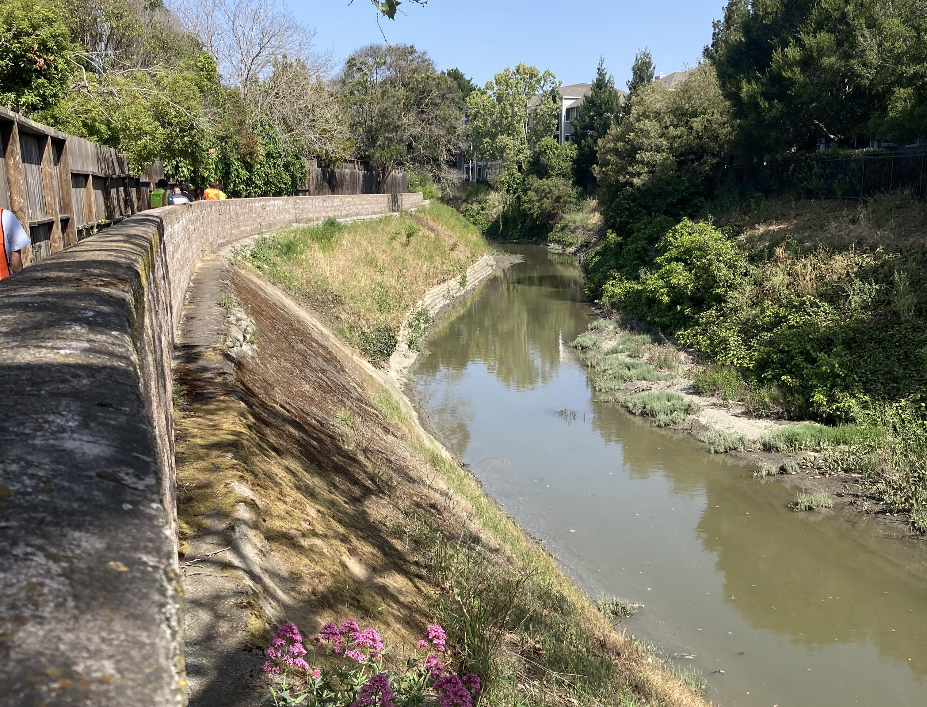 A narrow creek flows between sloped concrete banks and dense green trees under a clear blue sky. A curved concrete floodwall and pedestrian path run alongside the creek, with a small patch of bright pink flowers growing in the foreground. Homes and additional trees are visible in the background.