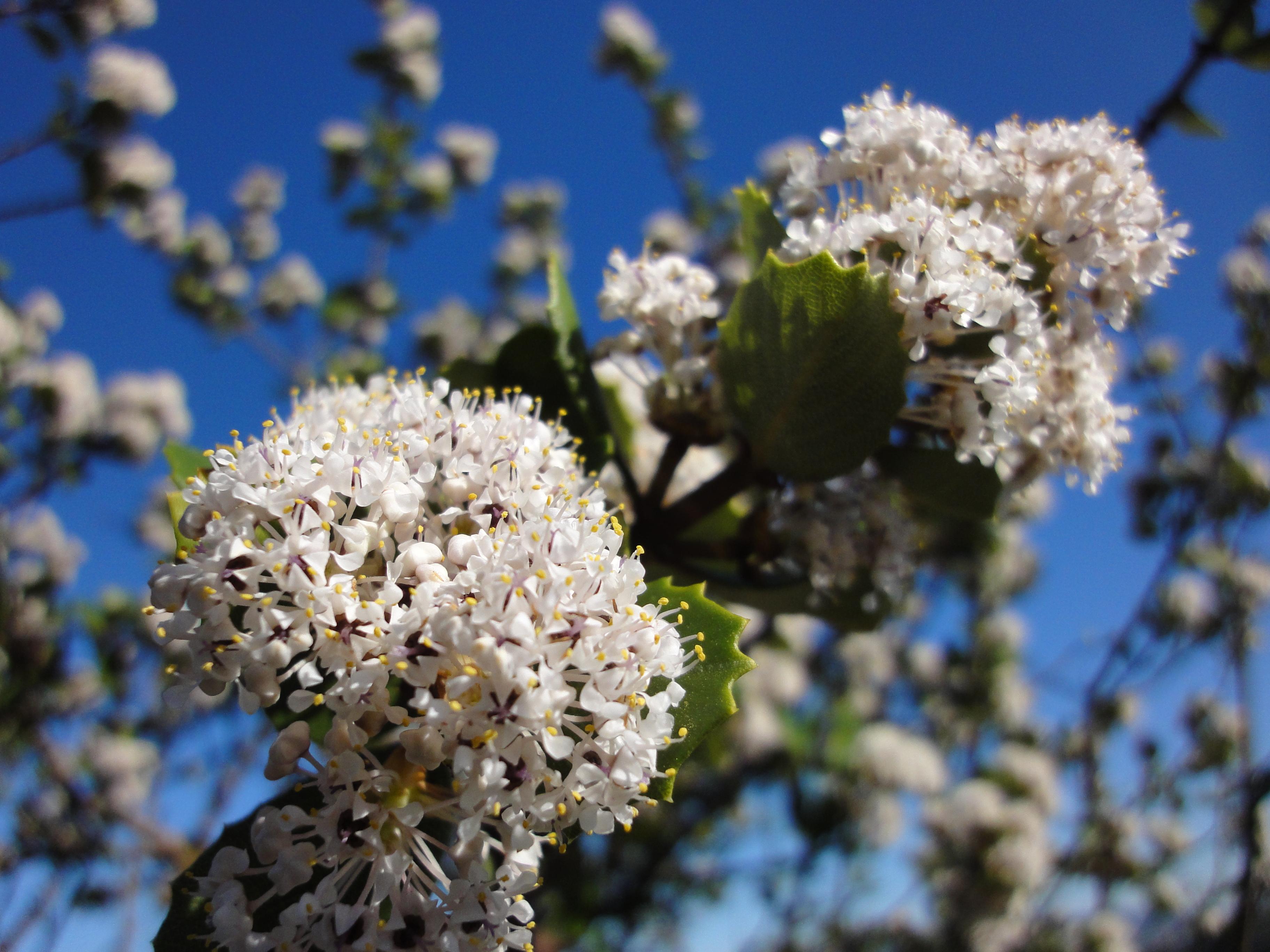 Coyote Ceanothus 