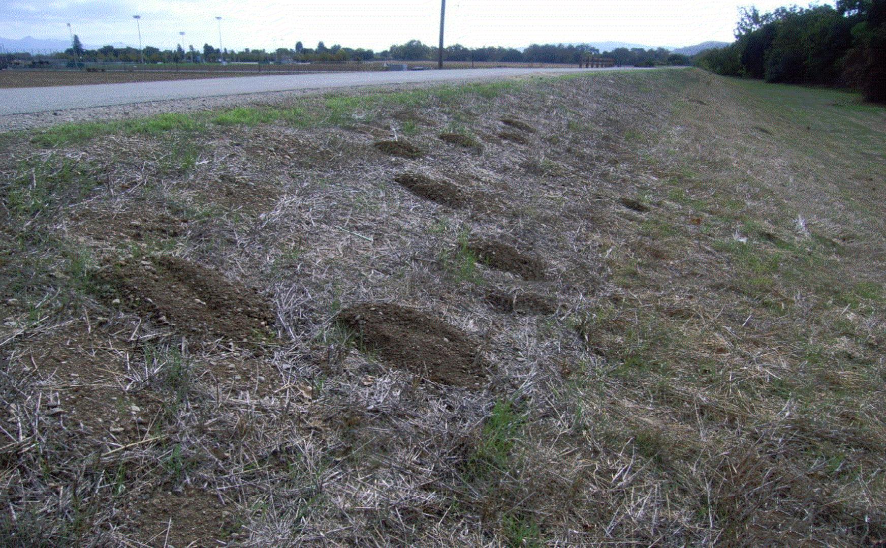 Uvas levee burrowing rodent damage