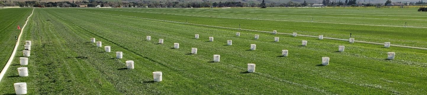 Sprinkler Distribution Uniformity test