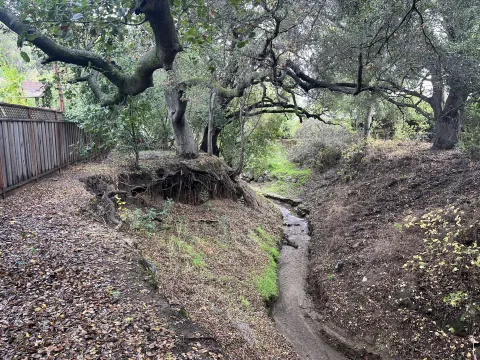 RegnartCk - The roots of this tree are exposed