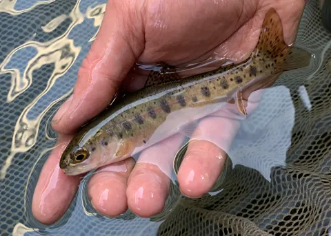 Juvenile O. mykiss on Coyote Creek