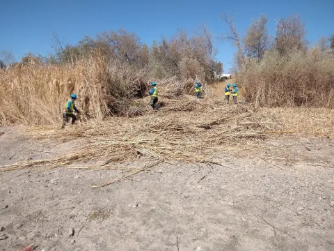 Hand crews performing in-stream vegetation removal on Guadalupe River.