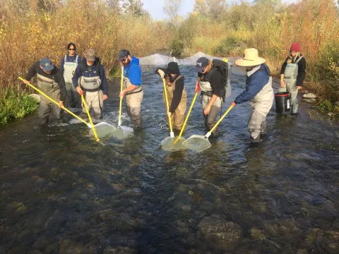 O. mykiss juvenile rearing on Coyote Creek.
