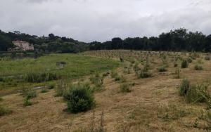 Newly planted wetland and upland plants at Valley Water’s recently created Lake Silveira wetlands near Llagas Creek and Monterey Road in Morgan Hill (April 2022)
