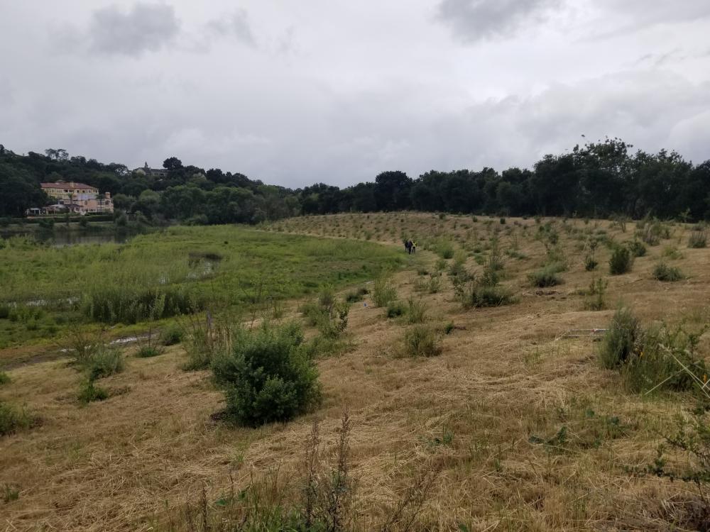 Newly planted wetland and upland plants at Valley Water’s recently created Lake Silveira wetlands near Llagas Creek and Monterey Road in Morgan Hill (April 2022)