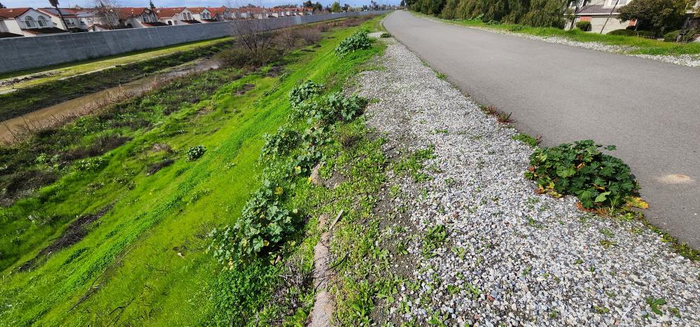  Pedestrian trail on the north bank of Lower Berryessa Creek downstream of N. Milpitas Blvd.